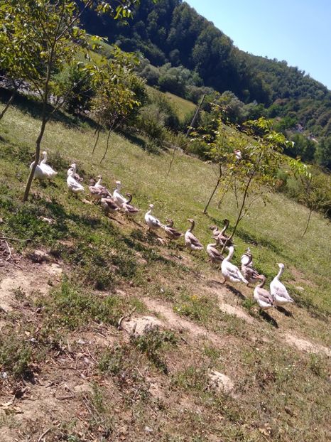  - Gâște africane 2019-2020-2021