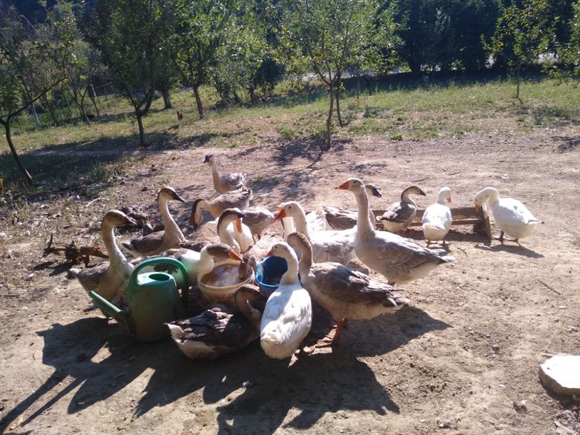  - Gâște africane 2019-2020-2021