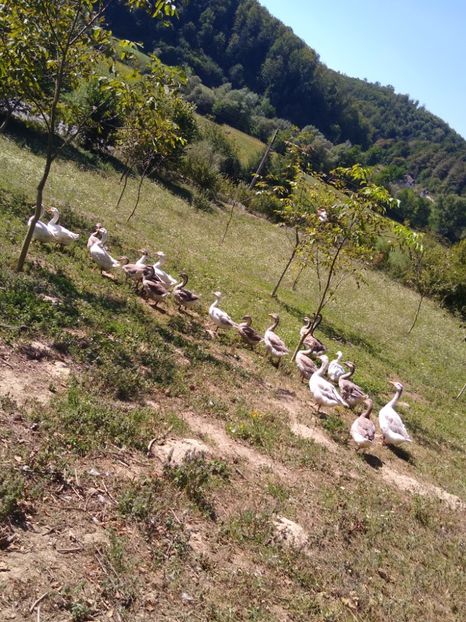  - Gâște africane 2019-2020-2021