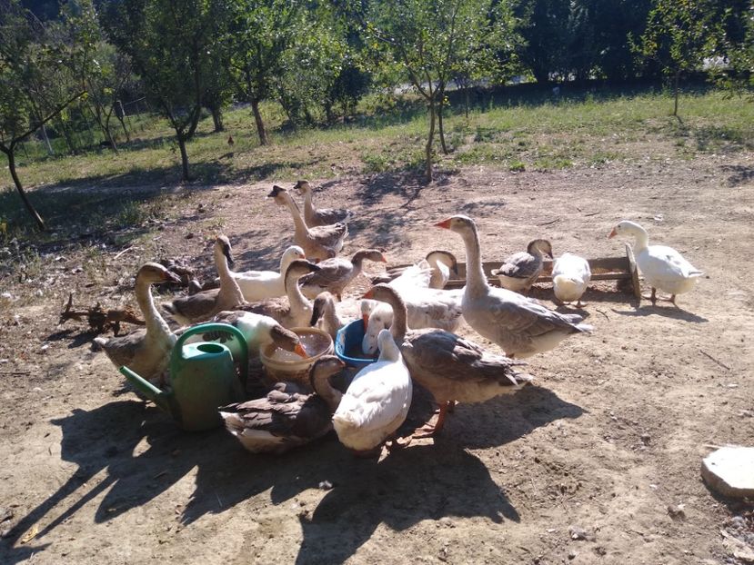 - Gâște africane 2019-2020-2021