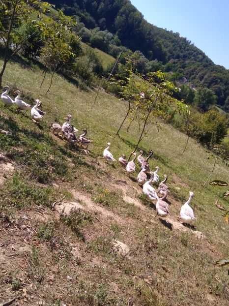  - Gâște africane 2019-2020-2021