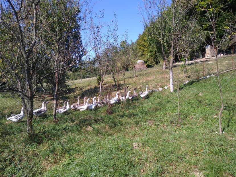 - Gâște africane 2019-2020-2021