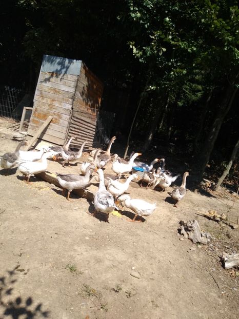  - Gâște africane 2019-2020-2021