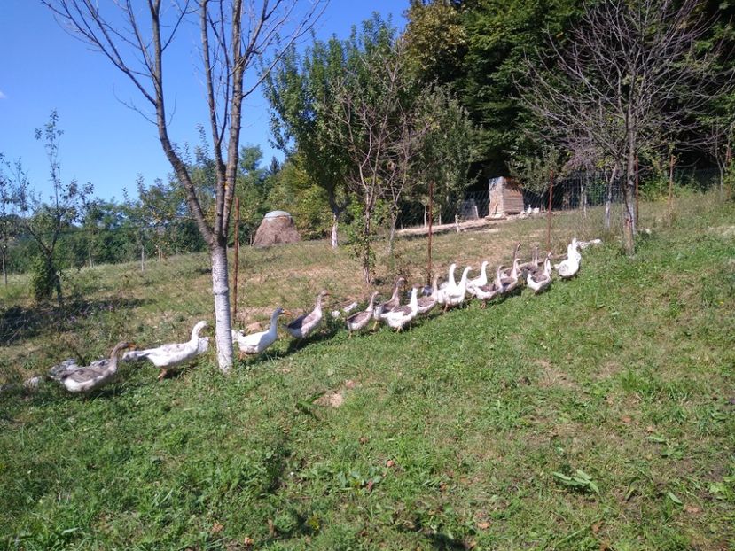  - Gâște africane 2019-2020-2021