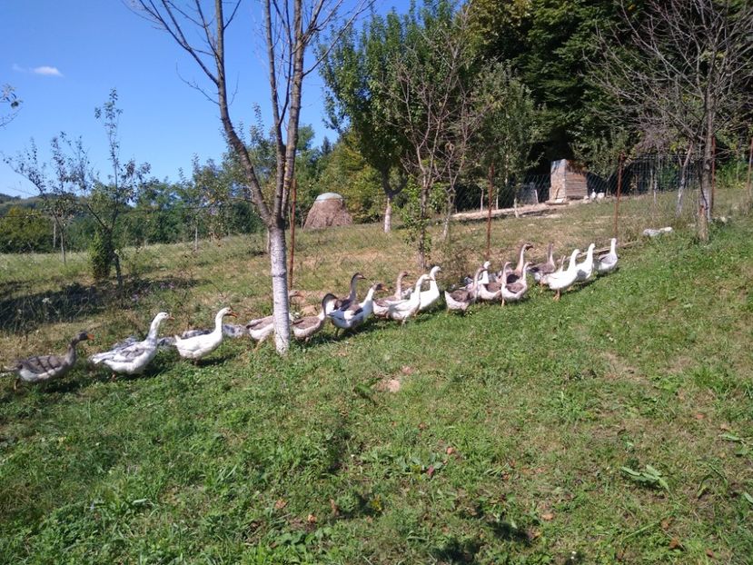  - Gâște africane 2019-2020-2021