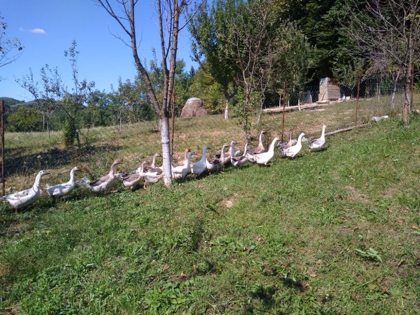  - Gâște africane 2019-2020-2021