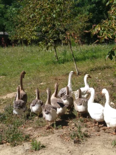  - Gâște africane 2019-2020-2021