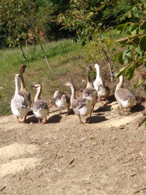  - Gâște africane 2019-2020-2021