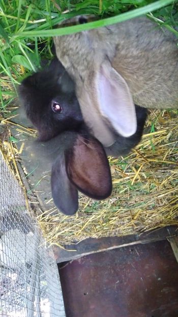  - Iepurii mei 2020-2021