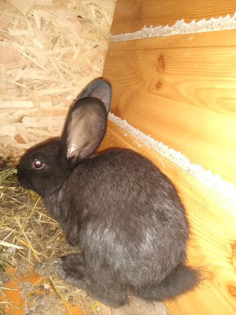  - Iepurii mei 2020-2021