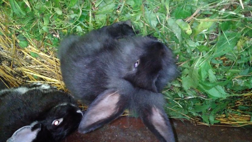  - Iepurii mei 2020-2021