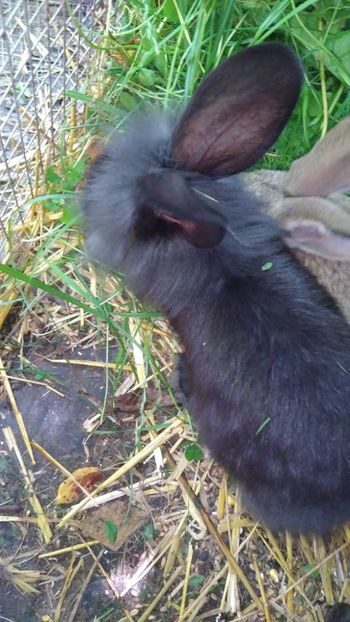  - Iepurii mei 2020-2021