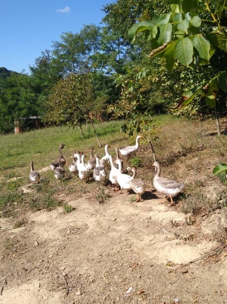  - Gâște africane 2019-2020-2021