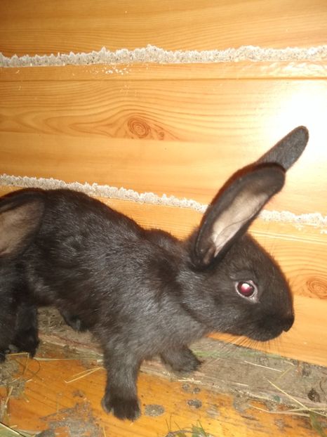  - Iepurii mei 2020-2021