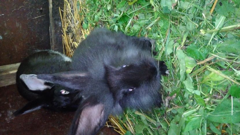  - Iepurii mei 2020-2021