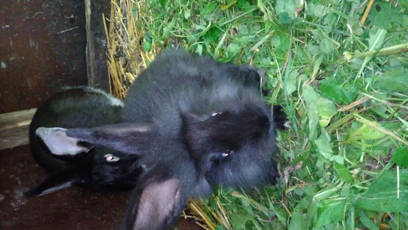  - Iepurii mei 2020-2021