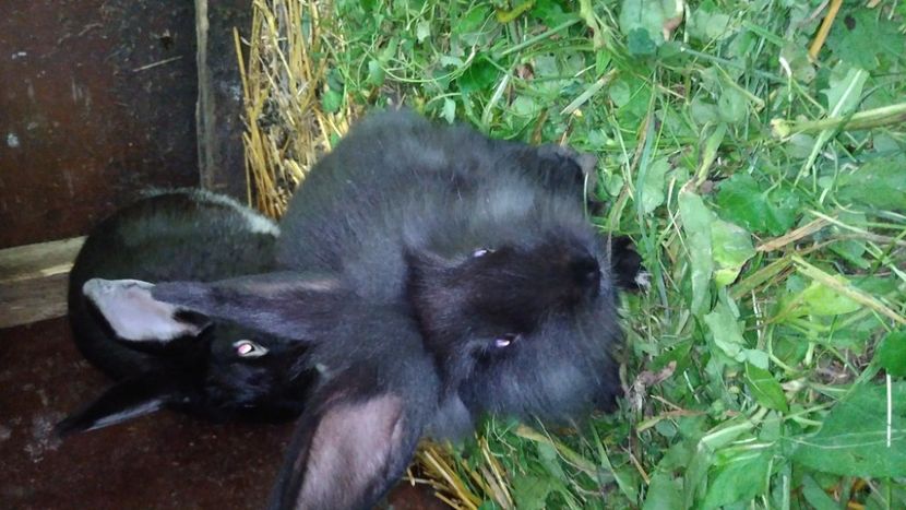  - Iepurii mei 2020-2021