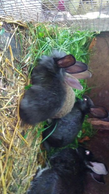  - Iepurii mei 2020-2021