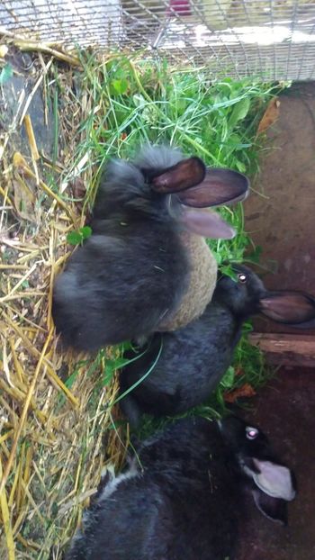  - Iepurii mei 2020-2021