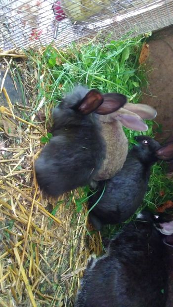  - Iepurii mei 2020-2021