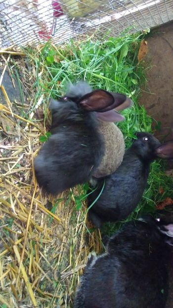  - Iepurii mei 2020-2021