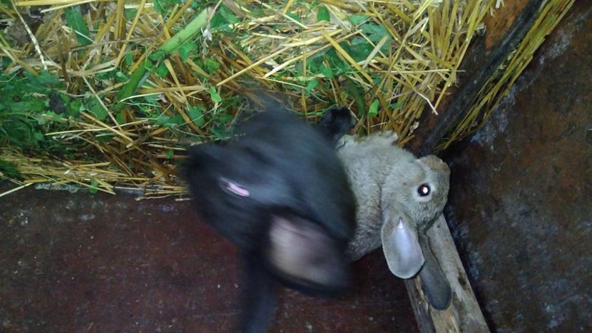  - Iepurii mei 2020-2021