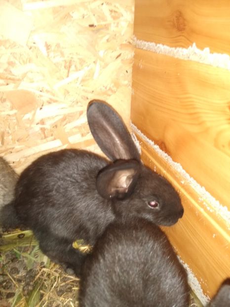  - Iepurii mei 2020-2021