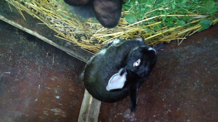  - Iepurii mei 2020-2021