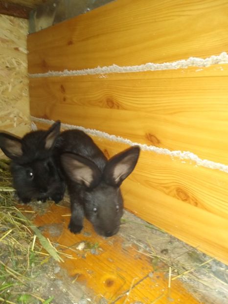  - Iepurii mei 2020-2021