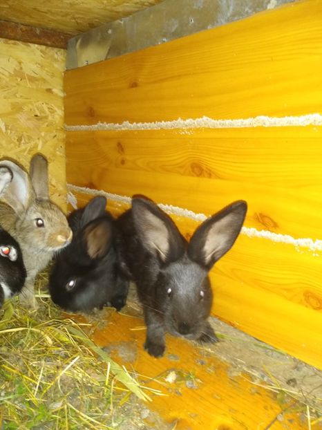  - Iepurii mei 2020-2021