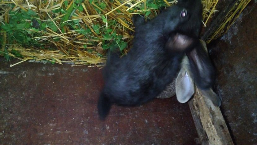  - Iepurii mei 2020-2021