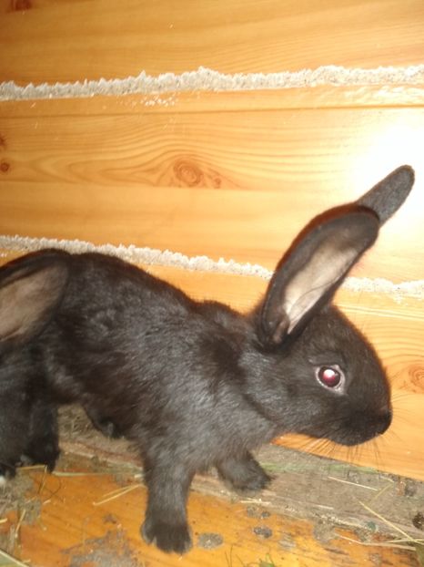  - Iepurii mei 2020-2021