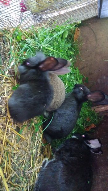  - Iepurii mei 2020-2021