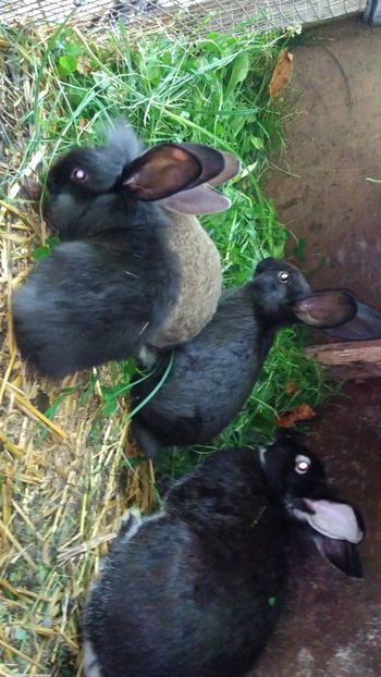  - Iepurii mei 2020-2021