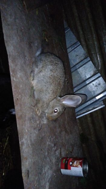  - Iepurii mei 2020-2021