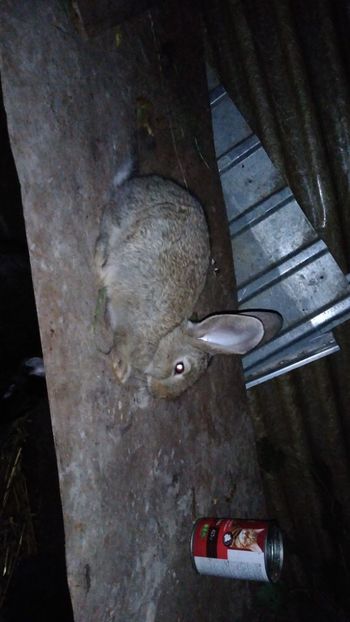  - Iepurii mei 2020-2021