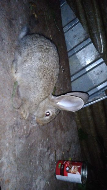  - Iepurii mei 2020-2021