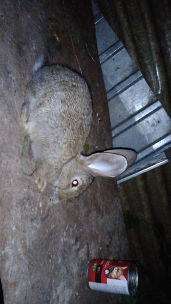  - Iepurii mei 2020-2021