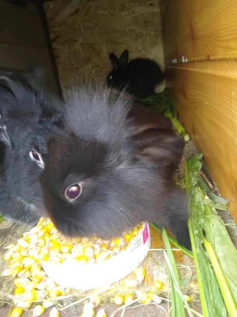  - Iepurii mei 2020-2021