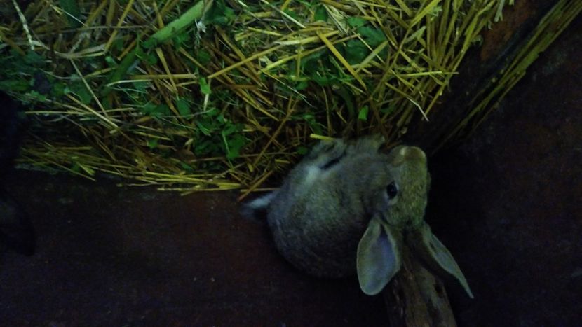  - Iepurii mei 2020-2021