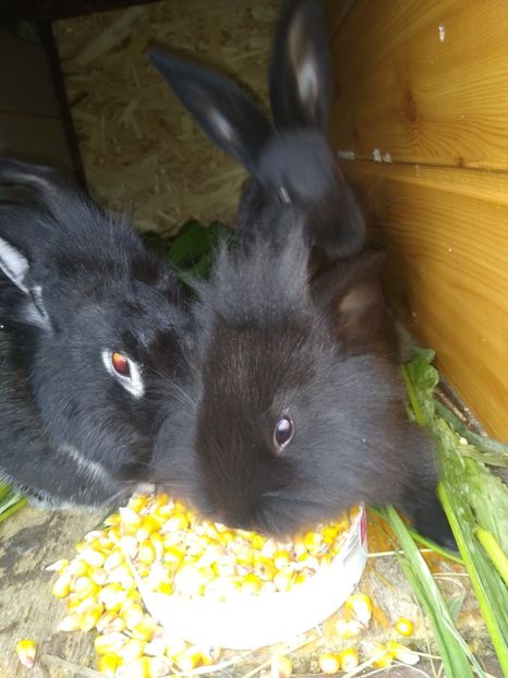  - Iepurii mei 2020-2021