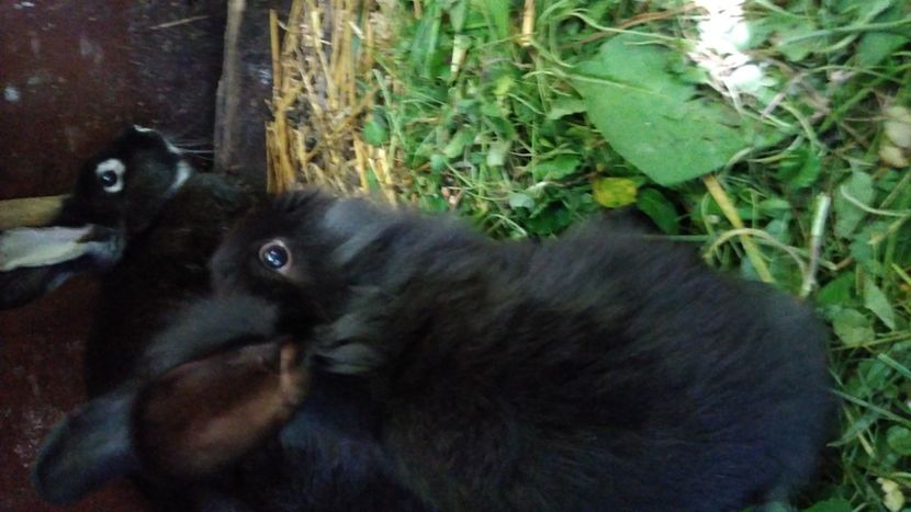  - Iepurii mei 2020-2021