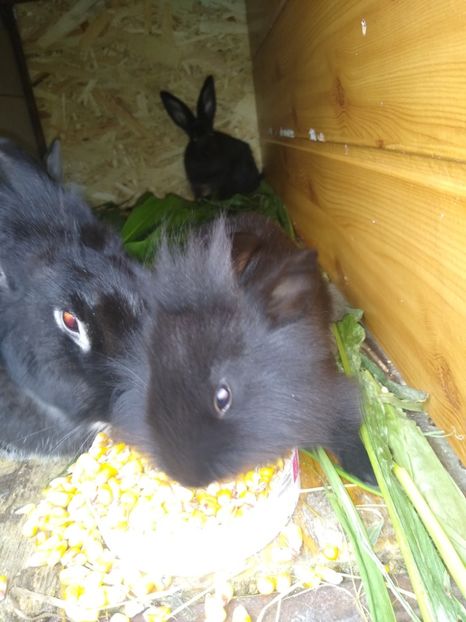  - Iepurii mei 2020-2021