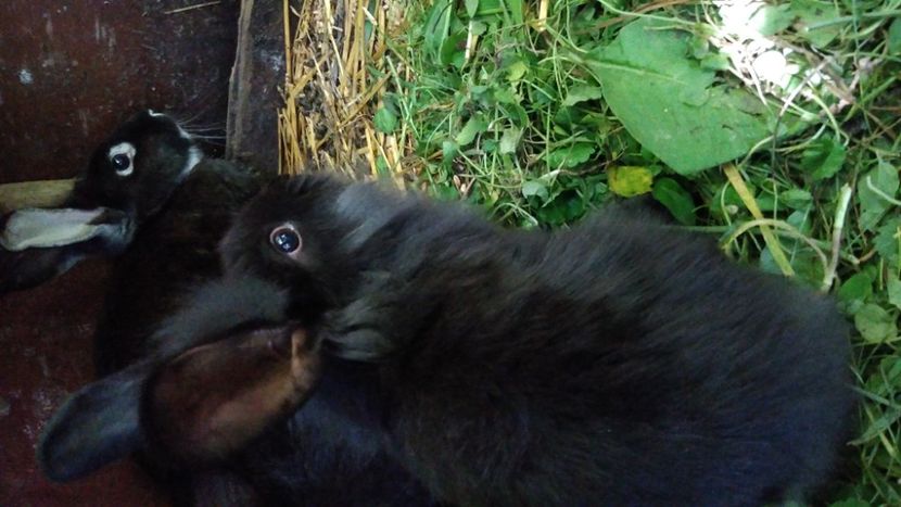  - Iepurii mei 2020-2021