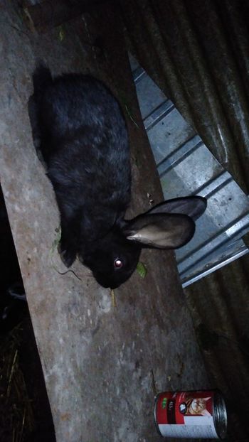  - Iepurii mei 2020-2021