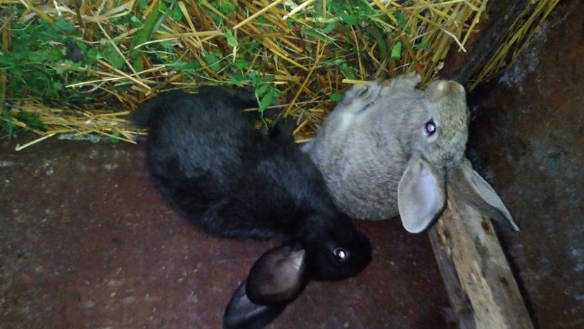  - Iepurii mei 2020-2021