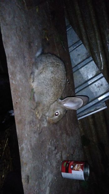  - Iepurii mei 2020-2021