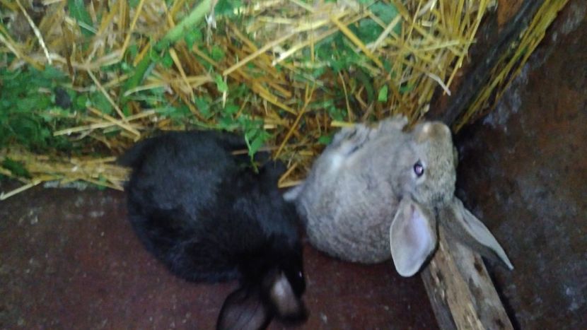  - Iepurii mei 2020-2021