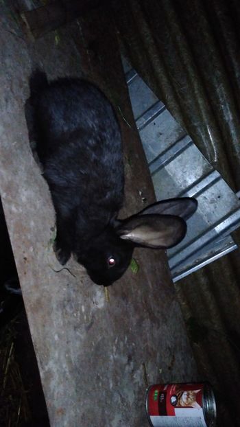  - Iepurii mei 2020-2021