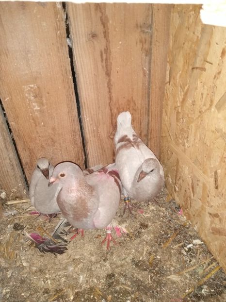  - Porumbeii mei 2020